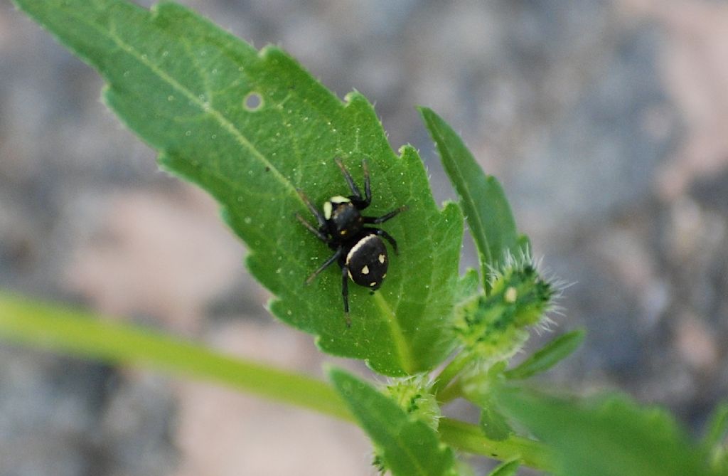 Heliophanus cf. apiatus - Roma (RM)